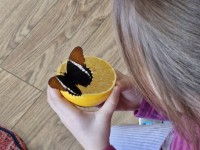 Edukacija „Gyvi tropiniai drugeliai“