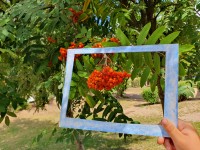 Edukacinė veikla ,,Medis – mano draugas“