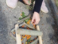 Edukacinė veikla ,,Medis – mano draugas“