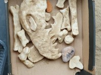 STEAM veikla: „Mažieji archeologai – dinozaurų paslaptys“