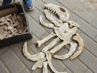 STEAM veikla: „Mažieji archeologai – dinozaurų paslaptys“