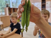 Vasarėlė užaugino žirnių didelę šeimyną