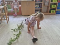 Vasarėlė užaugino žirnių didelę šeimyną