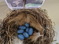 Žalioji matematika - kaip kiaušinius margina paukščiai ir žmonės