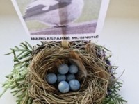 Žalioji matematika - kaip kiaušinius margina paukščiai ir žmonės