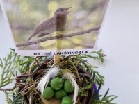 Žalioji matematika - kaip kiaušinius margina paukščiai ir žmonės
